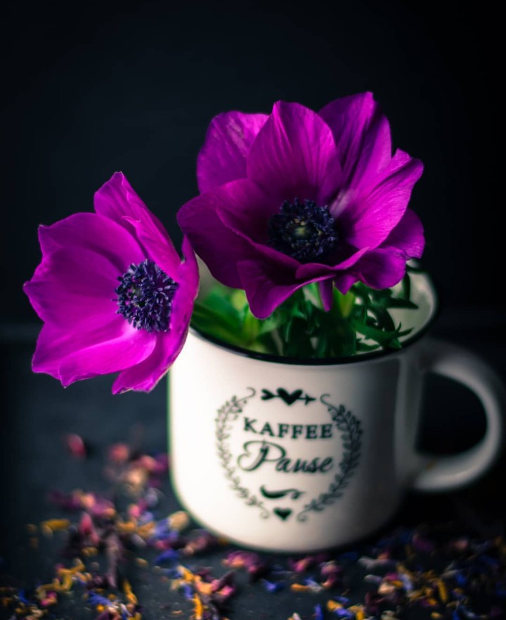 beautiful anemone ❤️