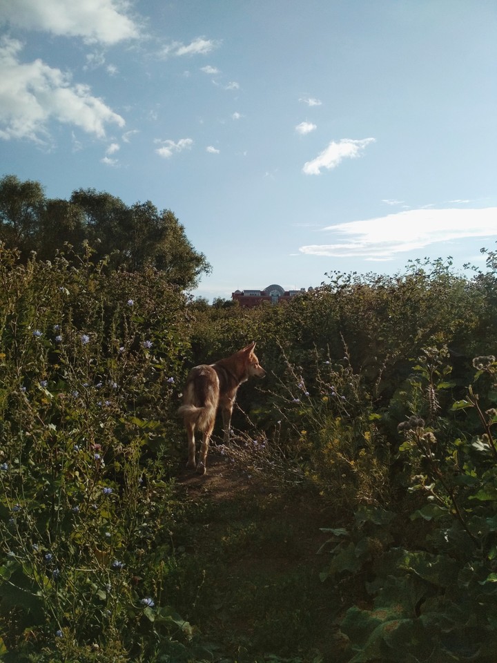 a dog's purpose