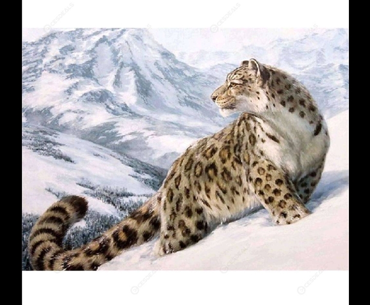 Snow leopard