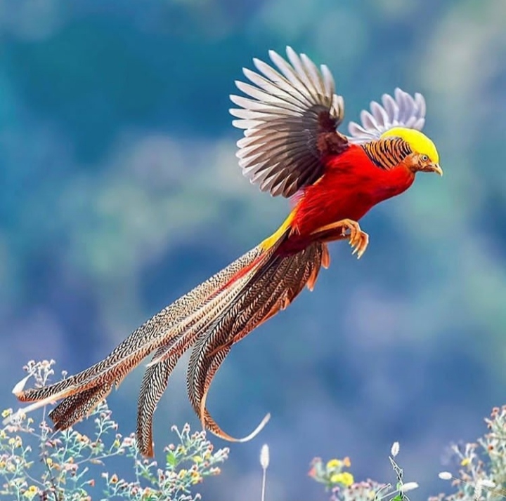 Bird