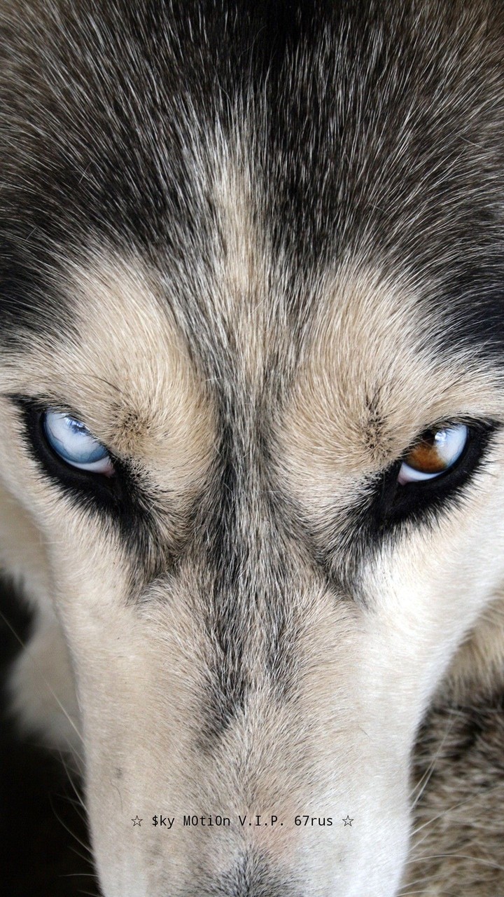 hasky