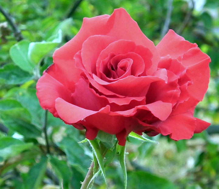 Rose