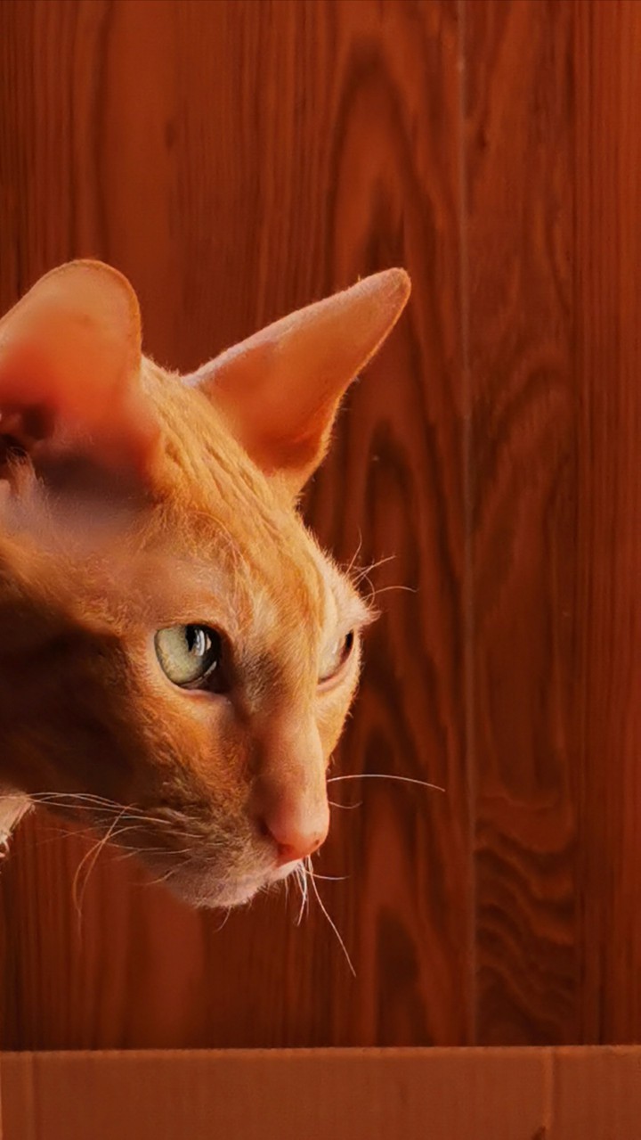 cat