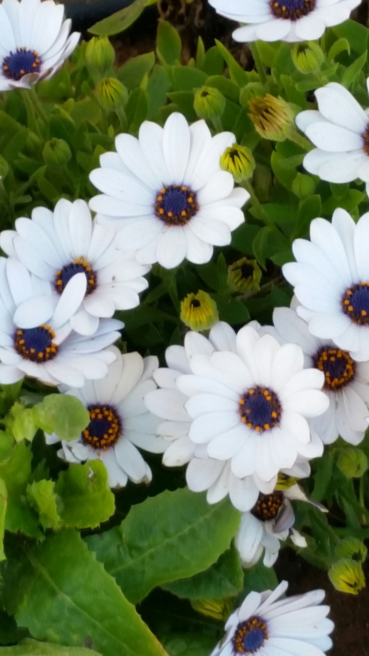 Contrast in Colors