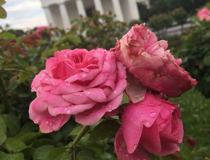 rose flowers