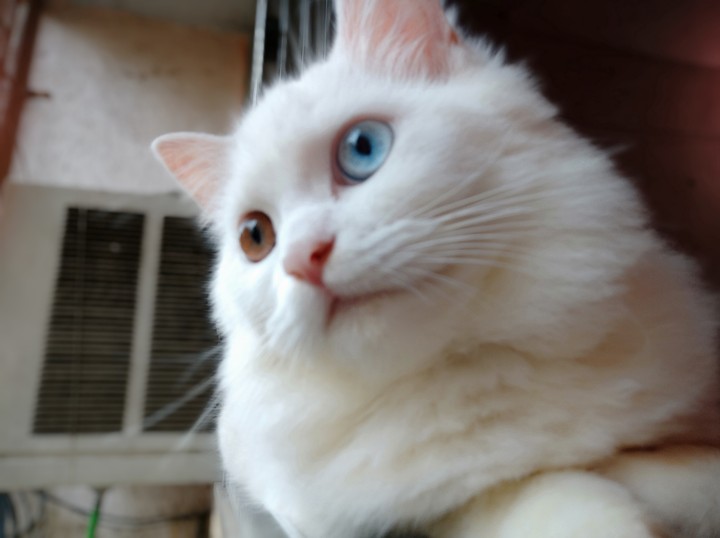 cat of different 