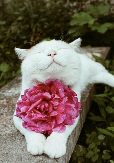 Cat smiles