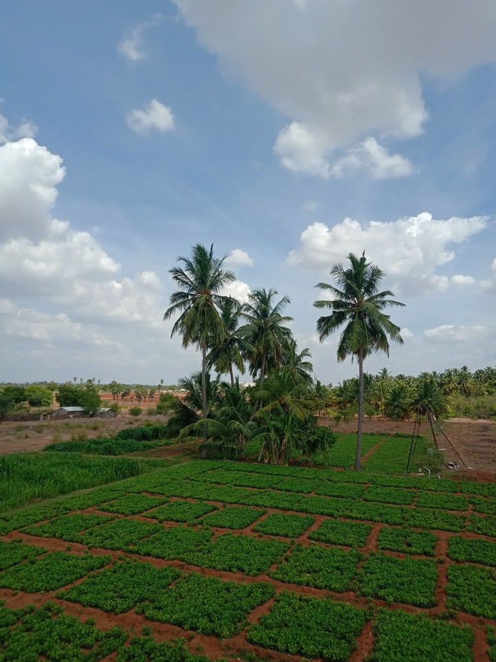 My Village ..