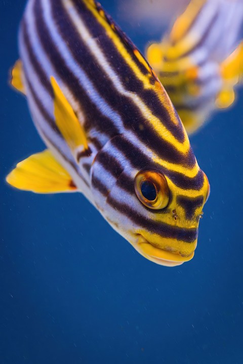 wallpaper Fin, aquarium