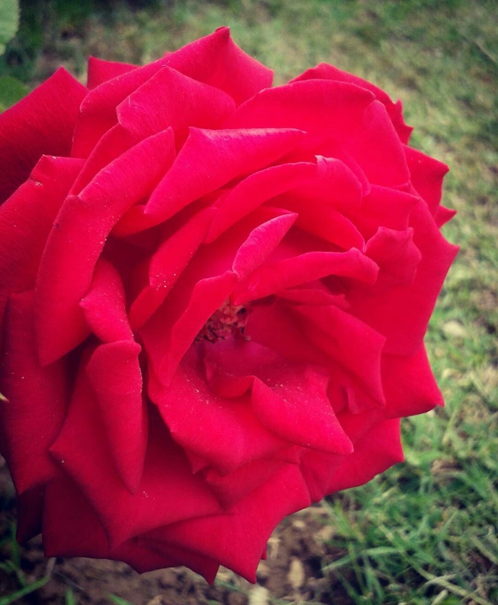 red rose