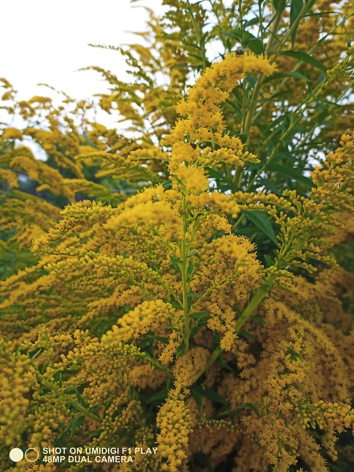 yellow