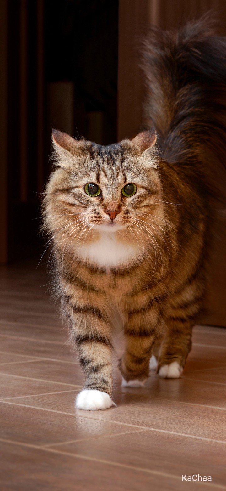 cats