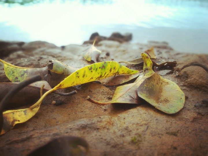 leaves