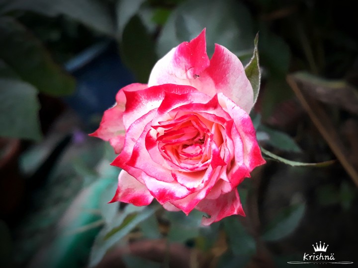 Red & White Rose.