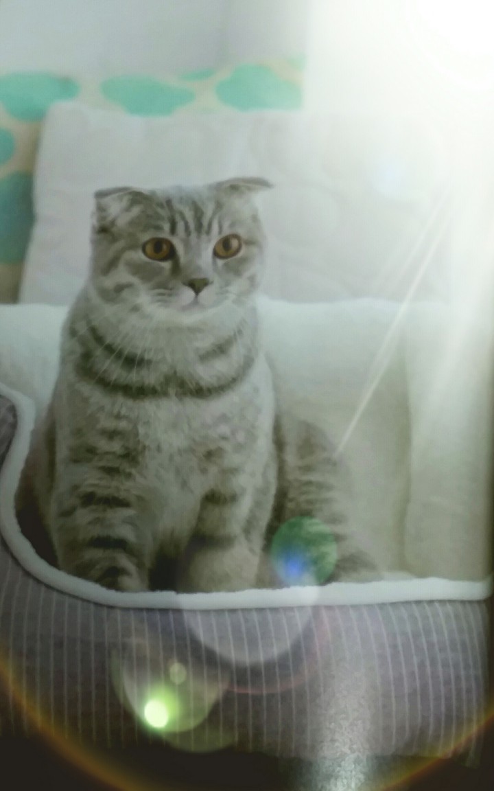 cat