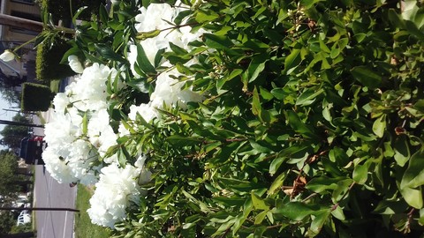 My Neighbor's Flowers Part Two