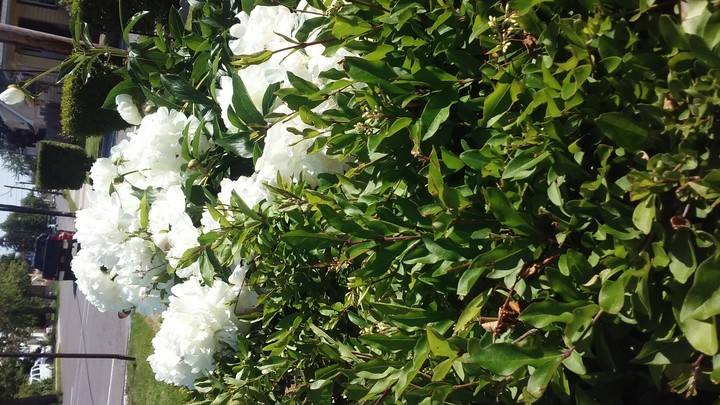 My Neighbor's Flowers Part Two