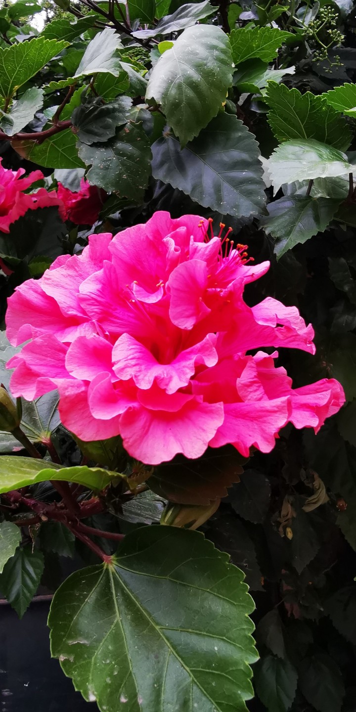 fleur