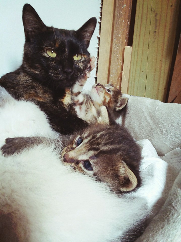 A True Mother