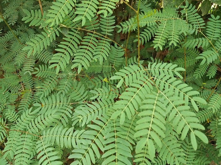 leaves