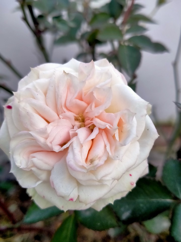 lovely rose..