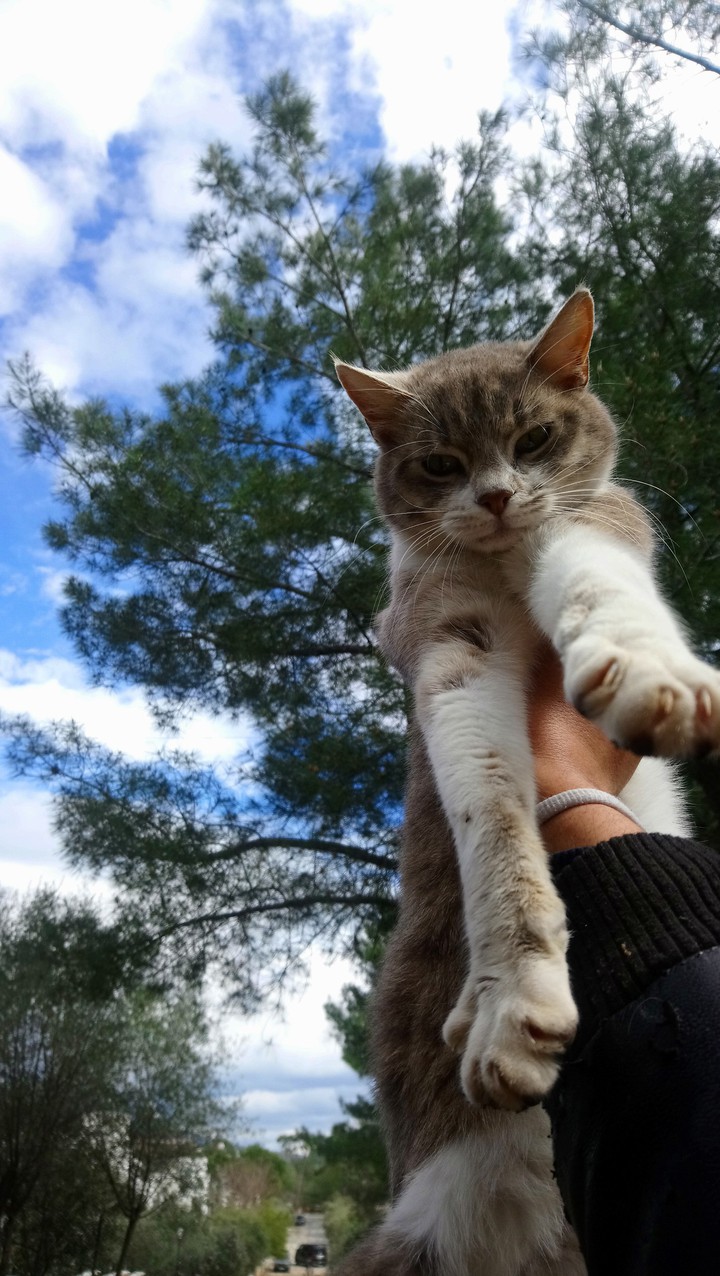 cute cat