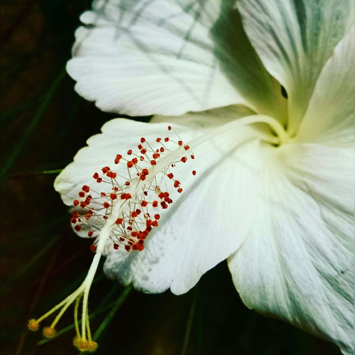 Macrophylla.