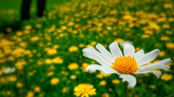 flower