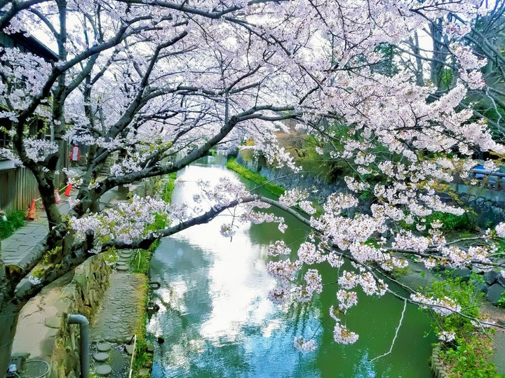 sakura