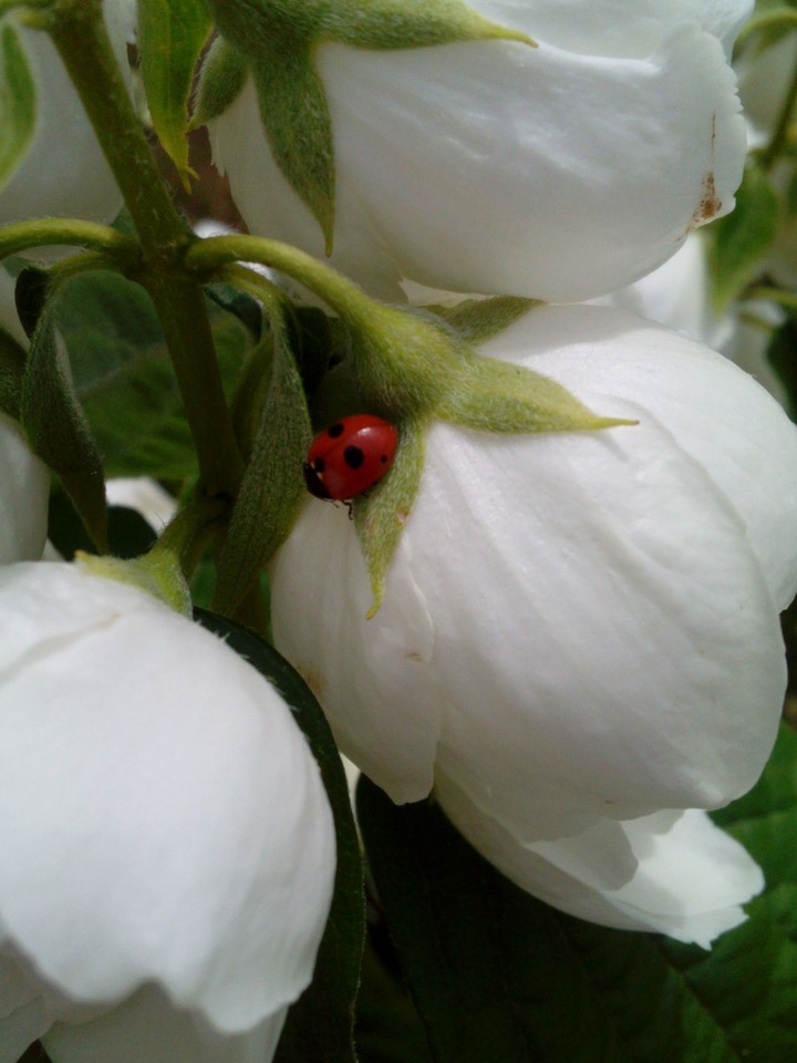 jasmin
