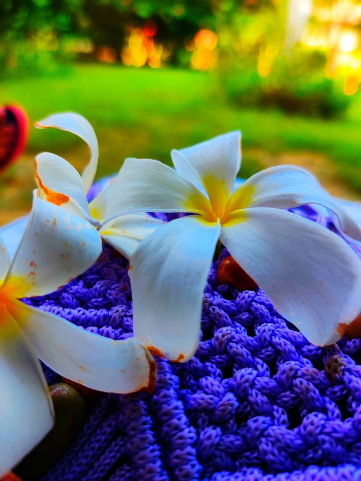 white and yellow plumeria