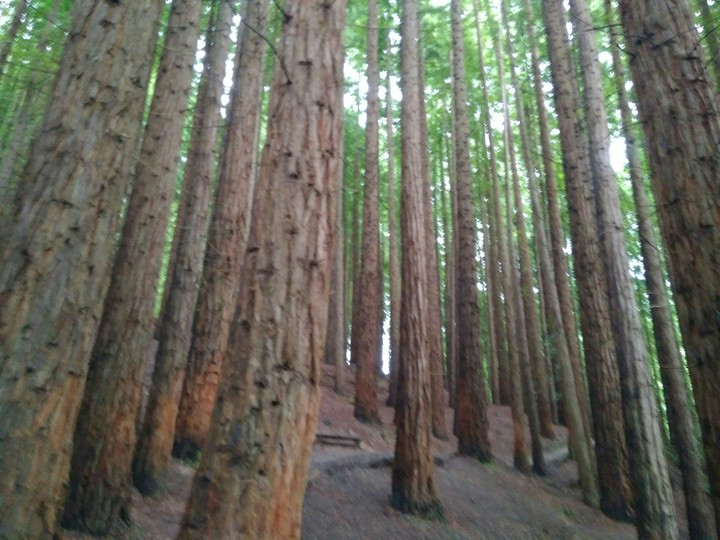 Bosque de Secuoyas
