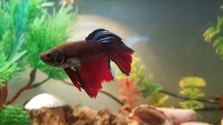 betta fish
