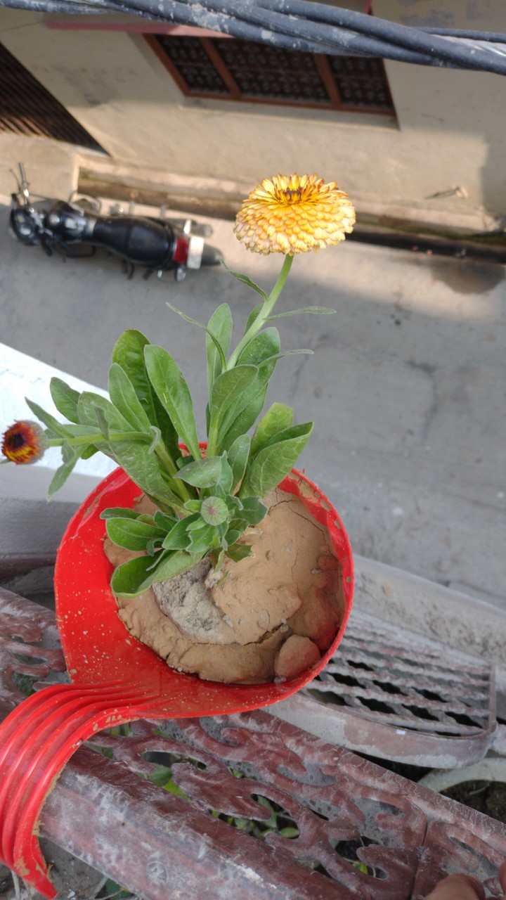 flower