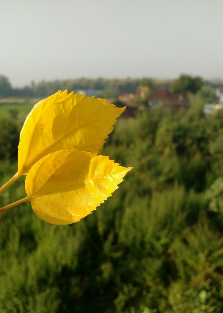 garden leaf