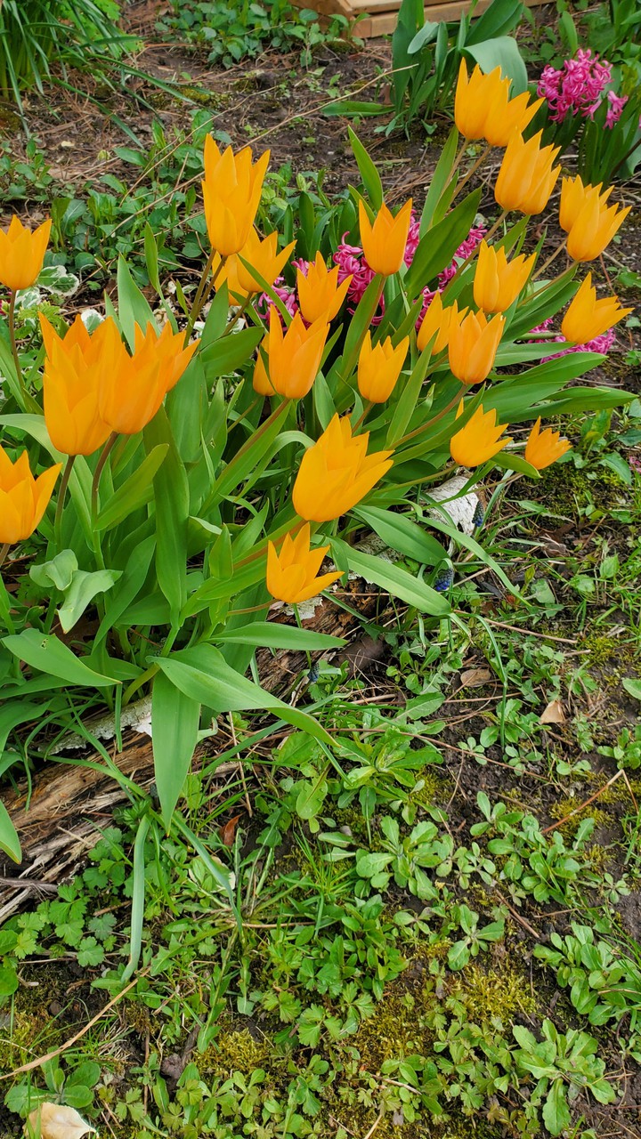 Colorful Flowers