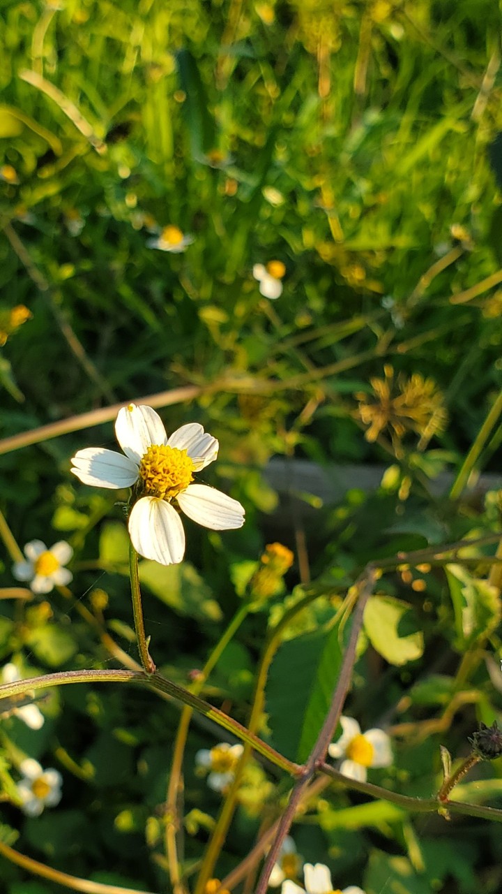natural beauti