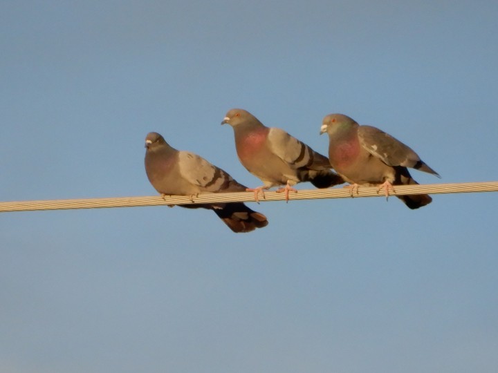 bird on a wire
