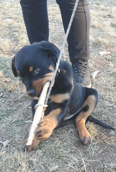 rottweiler