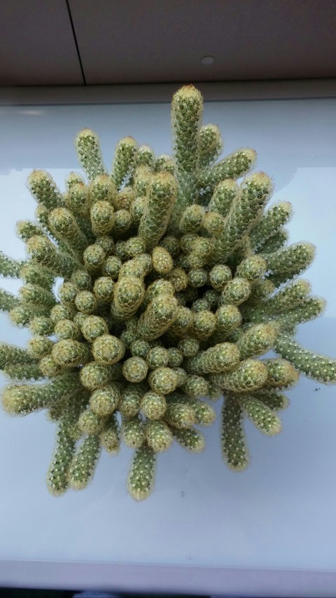 Nice cactus