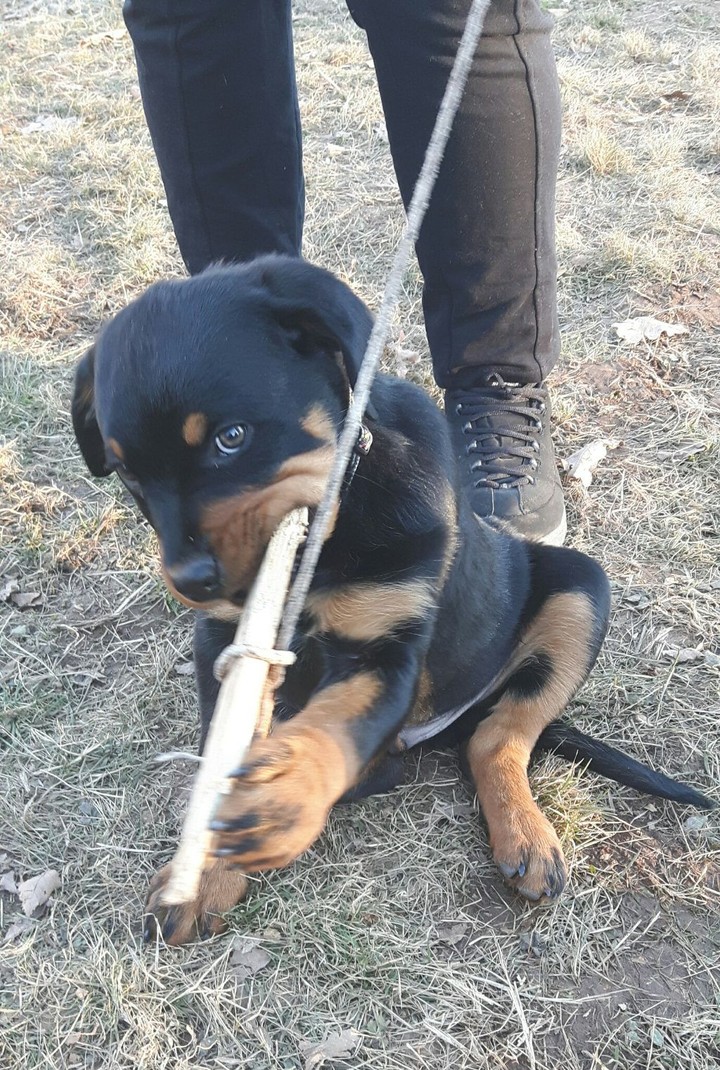 rottweiler