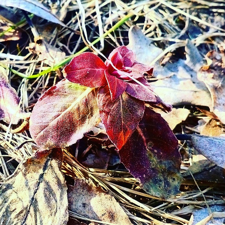 spring
