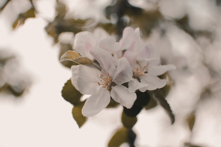 spring flowers