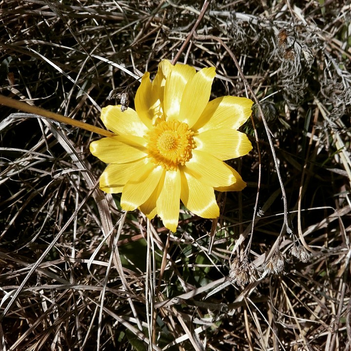 Yellow flower 