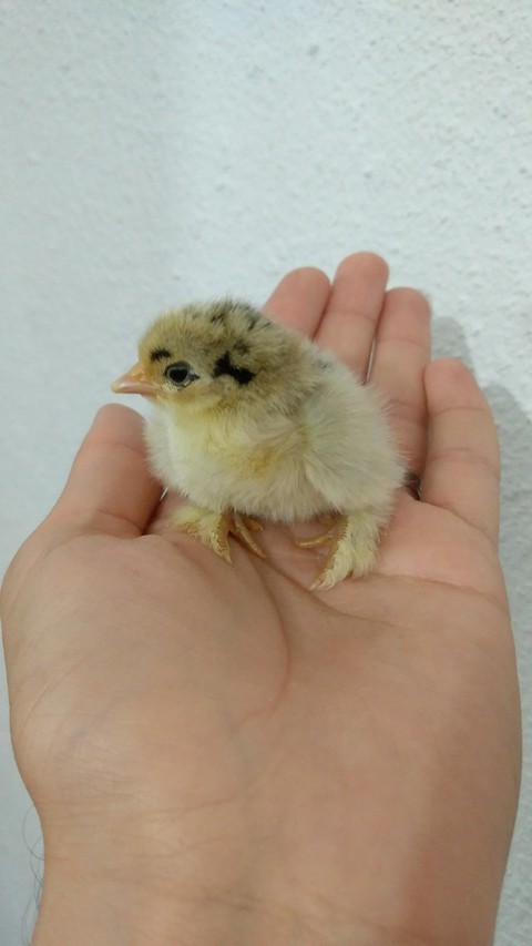 My 1 day old chick