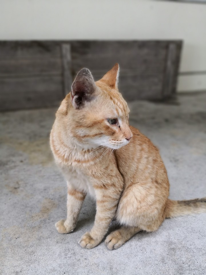 Street cat