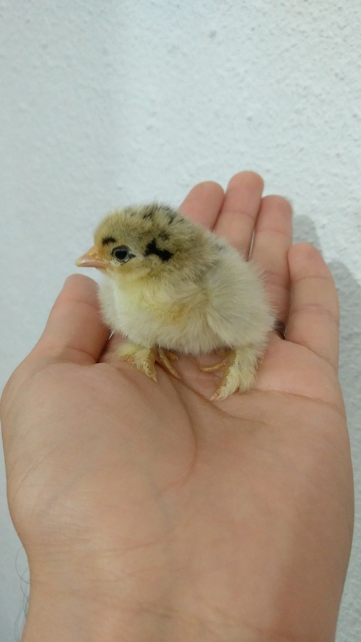 My 1 day old chick