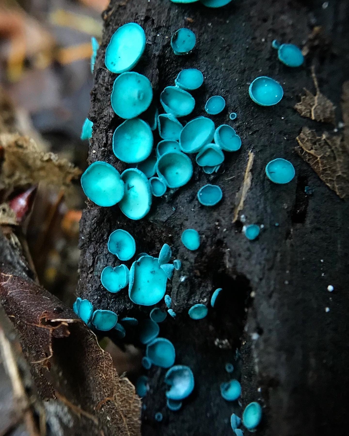 blue mushrooms