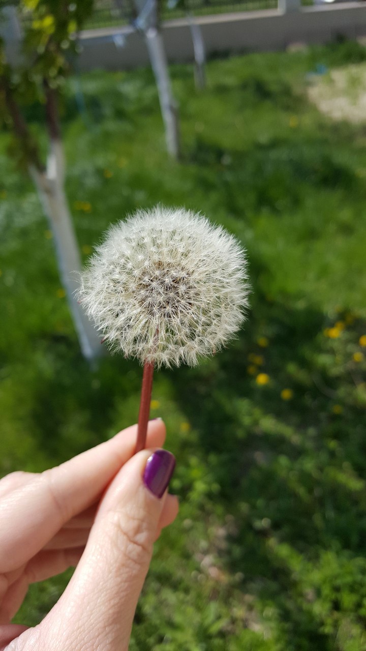 nature