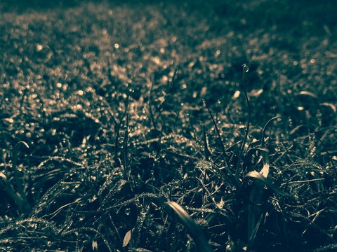 grass